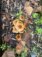 Pholiotina rugosa