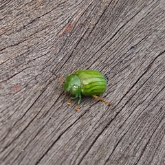 Calomela pallida