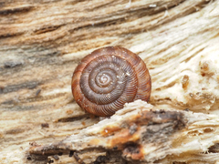 Discus rotundatus