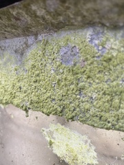 Teloschistales
