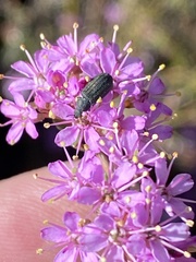 Agathosma marlothii