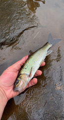 Semotilus corporalis