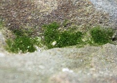 Crepidomanes intricatum