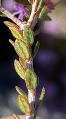 Agathosma marlothii