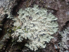 Flavoparmelia caperata