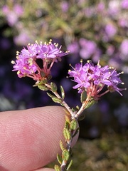Agathosma marlothii