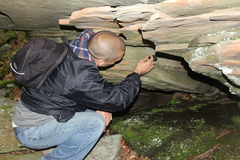 Crepidomanes intricatum