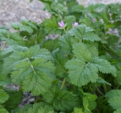 Erodium malacoides
