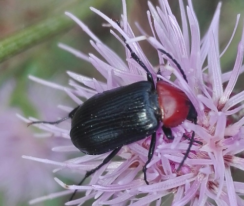 Heliotaurus ruficollis