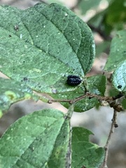 Aphis gossypii