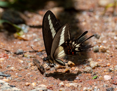 Heraclides hectorides