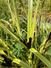 Cyperus ustulatus