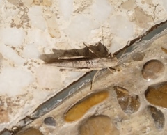 Morphacris fasciata