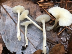 Cuphophyllus virgineus