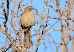 Toxostoma crissale