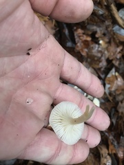 Cuphophyllus virgineus