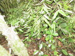 Elleanthus capitatus