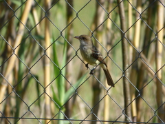 Myiarchus swainsoni