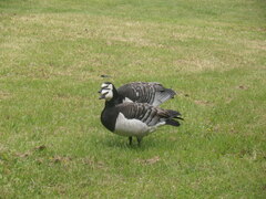 Branta leucopsis