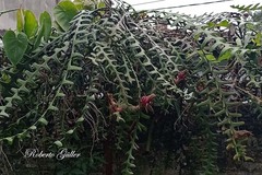 Selenicereus anthonyanus