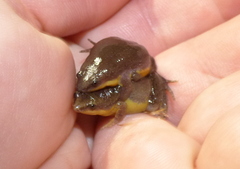 Elachistocleis bicolor