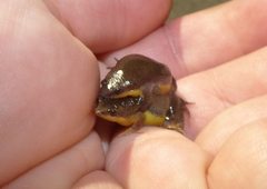 Elachistocleis bicolor