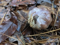 Cortinarius stillatitius