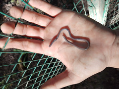 Indotyphlops braminus