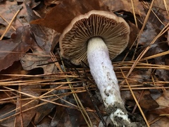 Cortinarius stillatitius