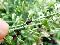 Cheilomenes sexmaculata