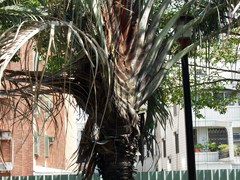 Dypsis decaryi