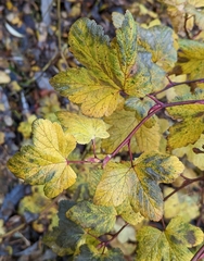 Ribes sanguineum