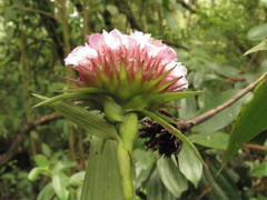 Elleanthus capitatus