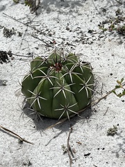 Melocactus