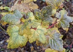 Ribes sanguineum