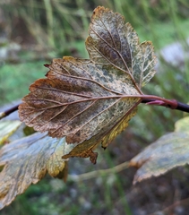 Ribes sanguineum