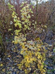 Ribes sanguineum