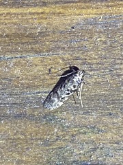 Chionodes formosella