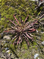 Plantago coronopus