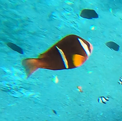 Amphiprion bicinctus