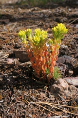 Sedum lanceolatum