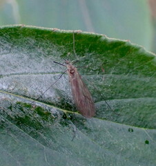 Trichocera