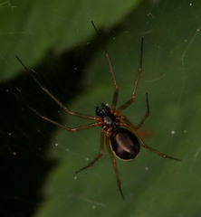 Linyphia hortensis