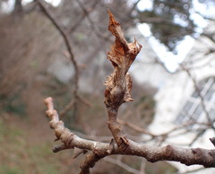 Dryocosmus kuriphilus