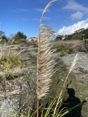 Cortaderia