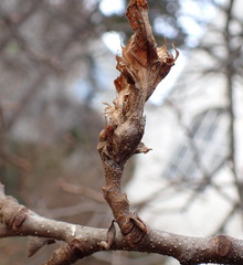 Dryocosmus kuriphilus