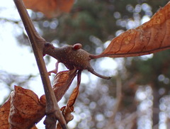 Dryocosmus kuriphilus