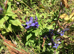 Gentiana septemfida