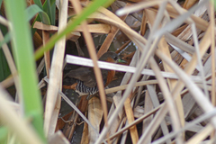 Laterallus melanophaius