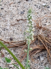 Reseda alba